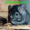Джентельмен