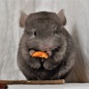 Зулейха НСБ