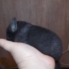 Шурале