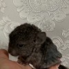 Блейк