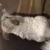 Сеня
