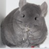 Клэр