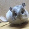 Кент