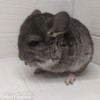 Ванкувер АйЭлСи