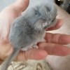 Картуз