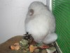 1 месяц и неделя