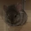 Кукла