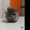 Чел Чин Маркус