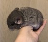 3 нед