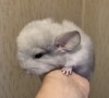 10 дней