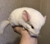 1 мес