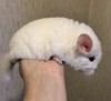 1 мес