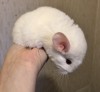1 мес
