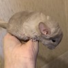 2 нед