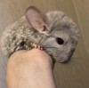 1 мес