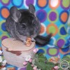 Спарки Н ЧЖ