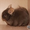 Индиго