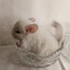 Азарина