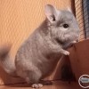 Дизель