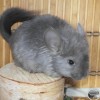 Клайд