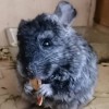 АнвИ  Химавари