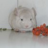 Лина