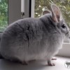 ЗС Маркиз