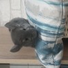 Чип