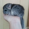 Попкорн МХ