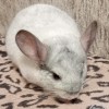 Филя