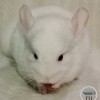 Винтер