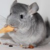 Маркиз