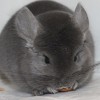 Снежка