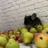 Моника Черный Жемчуг ЧЖ