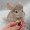 Саймон