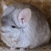 Петр Великий МИ