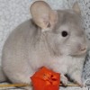 Клеопатра
