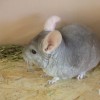 ЦУКУРС