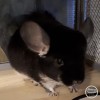 Мотя