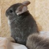 Финик