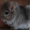 Лерочка