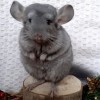 Наина