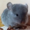 Марианна