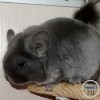 Маркиза 