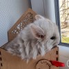 Мишель