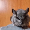 Свит Хэппи Пастораль