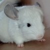 Молли