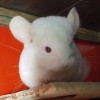 Каспер Вайт