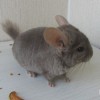 Мила