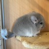 Барби Хит